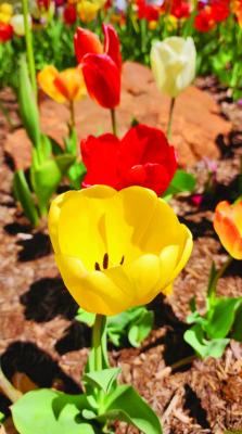 Flowers are blooming all over Tillman County, leading us to believe that spring is here to stay. If you’d like to send in your own flower or plant photos, you may be featured in an upcoming edition of the Frederick Press-Leader. Courtesy photo | Christin Oneal