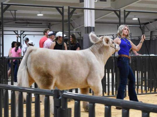 Timber Mefford won Breed Champion with her Chi and Grand Steer at the Jackson County Fair held the last weekend of August. Timber also won senior showmanship.