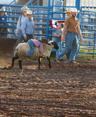 Brave boys and girls try mutton bustin' at the Roundup for Jesus Rodeo. 