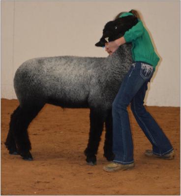 The 86th Tillman County Junior Livestock Show is scheduled for Friday, Feb. 23 and Saturday, Feb. 24 at the Tillman County Fair Grounds. Pictured is an exhibitor showing off a sheep at a previous Tillman County Jr. Livestock Show. Kathleen Guill | Press-Leader
